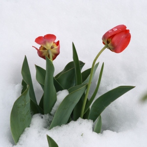 tulips-in-snow